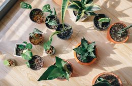 Houseplants for beginners