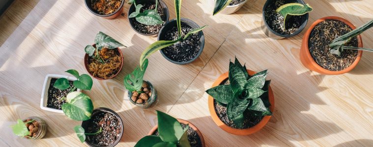 Houseplants for beginners