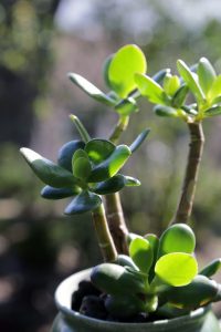 Jade Plant as housewarming gift