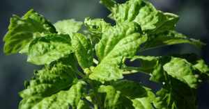 Lettuce Leaf Basil - Weird and wonderful herbs