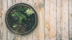 Make your own terrariums