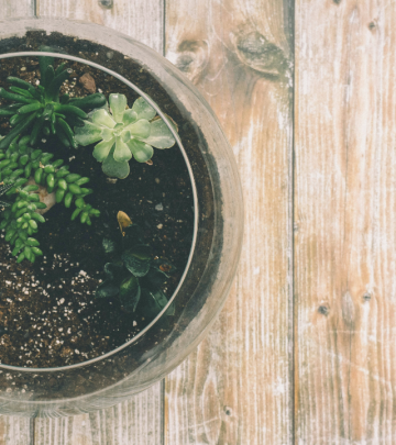 Make your own terrariums