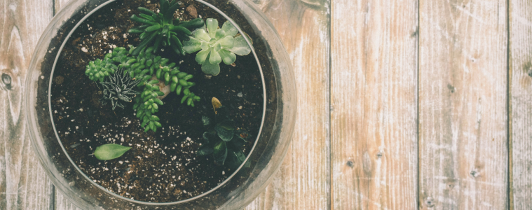 Make your own terrariums