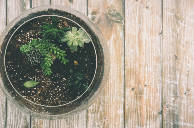 Make your own terrariums