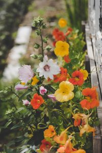 Nasturtiums - Backyard Forage