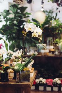 Orchids as a housewarming plant (1)