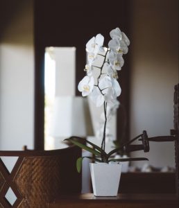 Orchids as house warming gifts (1)