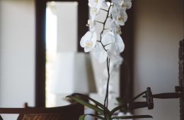 Orchids as house warming gifts (1)