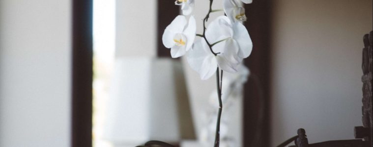 Orchids as house warming gifts (1)