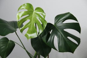 Plants that are poisonous for your pets - Monstera