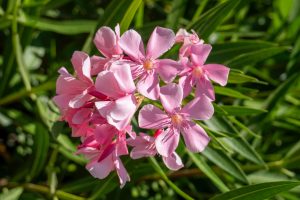 Plants that are poisonous for your pets - Oleander (1)