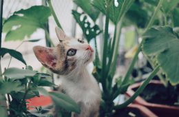 Poisonous plants for your pets feature image (1)