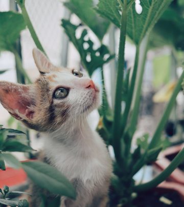 Poisonous plants for your pets feature image (1)