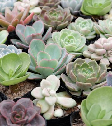 a bunch of succulents