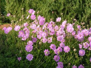 Scabiosa Africana