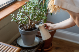 Should you water plants with milk feature image