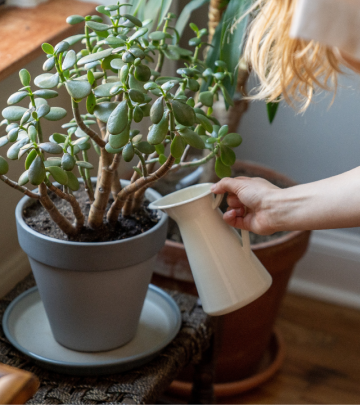 Should you water plants with milk feature image