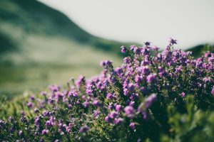 South African wildflowers (1)