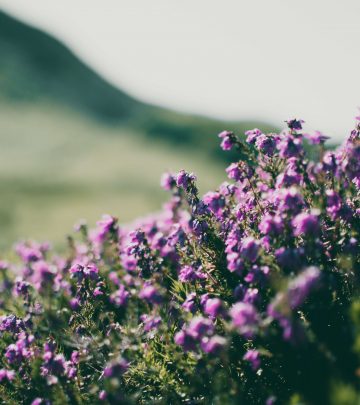 South African wildflowers (1)