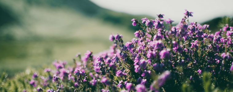 South African wildflowers (1)