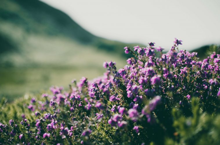 South African wildflowers (1)