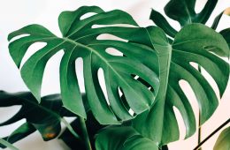 Taking care of your monstera (1)