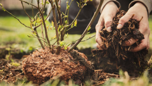 The benefits of mulching in your garden