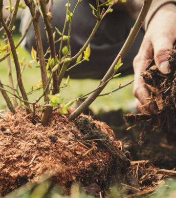 The benefits of mulching in your garden