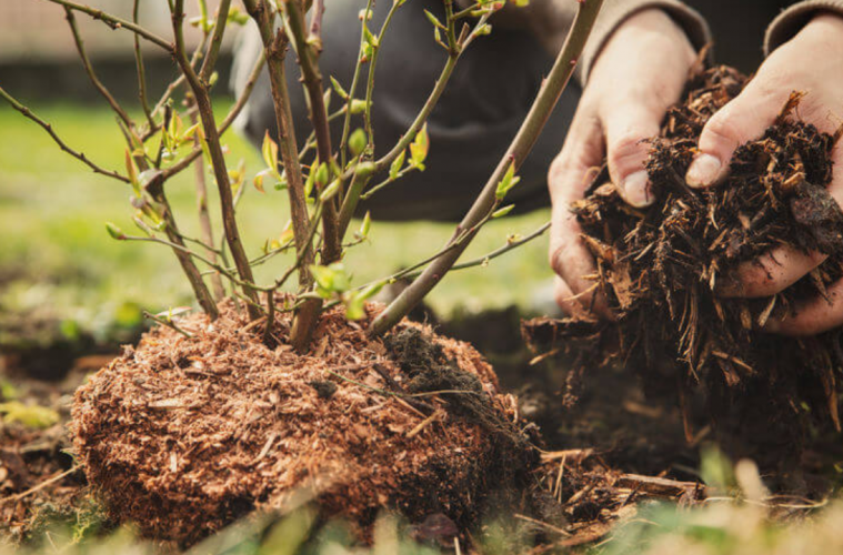 The benefits of mulching in your garden