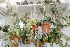 The best plants to use as houseplant overheads (1)