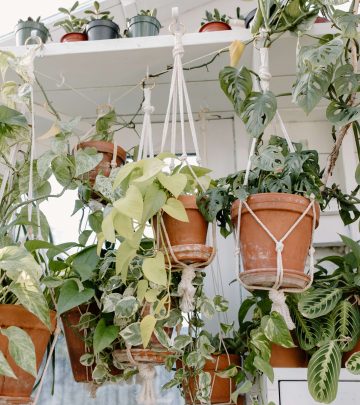 The best plants to use as houseplant overheads (1)