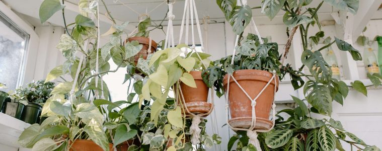 The best plants to use as houseplant overheads (1)