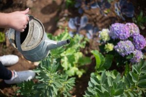 The best time of the day to water your garden 6 (1)