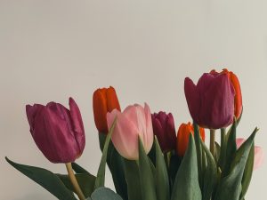 Tulips