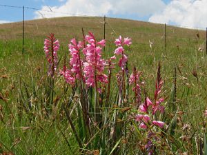 Watsonia_confusa_Maclear_CM