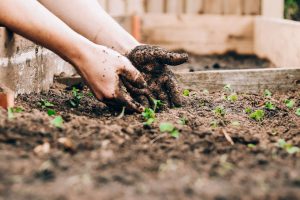 Weird and wonderful herbs to grow in your garden (1)