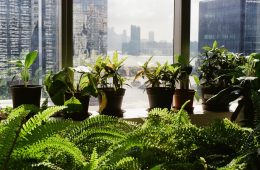 ferns and other indoor plants on a window sill