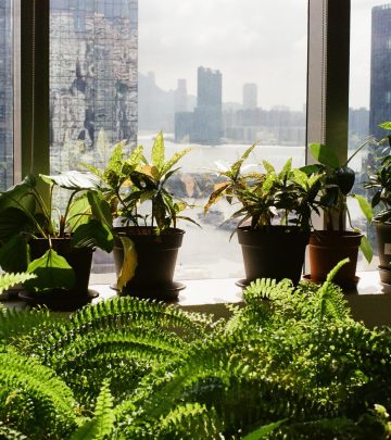 ferns and other indoor plants on a window sill