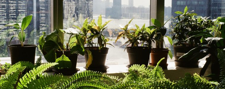 ferns and other indoor plants on a window sill