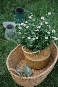 Creating a trendy and timeless bloomcore garden