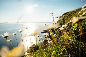 the Cape Floristic Region