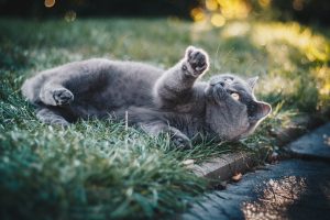 cat in garden