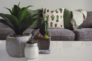 decorating with plants