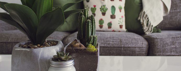 decorating with plants