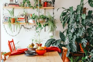 a home decorated with plants