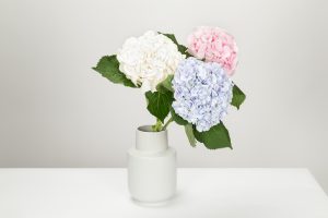 hydrangeas