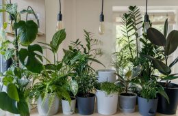 Purify the air in your home with these indoor plants