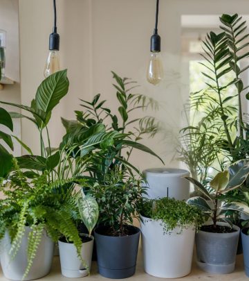 Purify the air in your home with these indoor plants