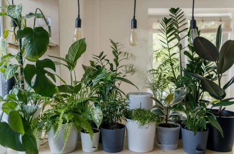 Purify the air in your home with these indoor plants