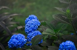 reasons and fixes for hydrangeas not blooming (1)